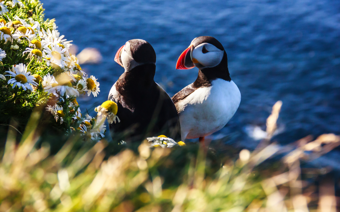 Papageientaucher - Island - ©Victorflowerfly - stock.adobe.com