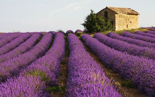 Lavendelfeld in der Provence