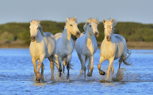 Camargue-Pferde - © Uryadnikov Sergey - Fotolia