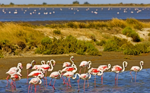 Camargue - Flamingos - © PHB.cz - stock.adobe.com