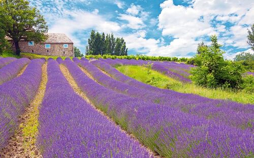 Lavendelfeld in der Provence - © Phil_Good - Fotolia
