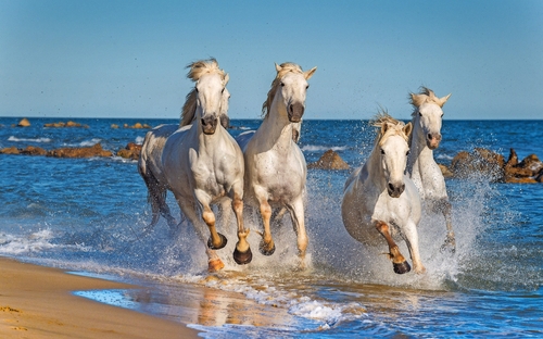 Camargue - Pferde - © Uryadnikov Sergey - Fotolia