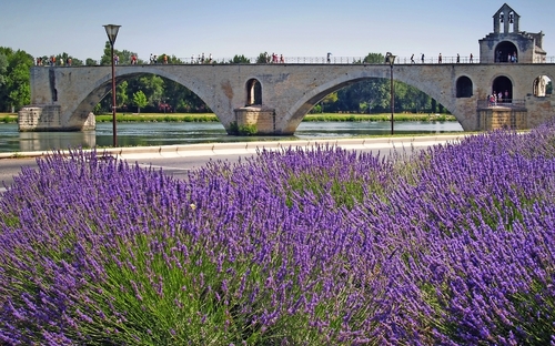 Avignon - Pont d'Avignon - © bunyos - stock.adobe.com
