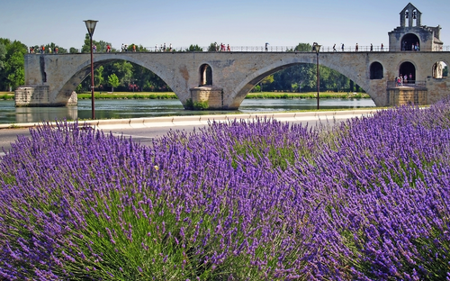 Avignon - Pont d'Avignon - © bunyos - stock.adobe.com