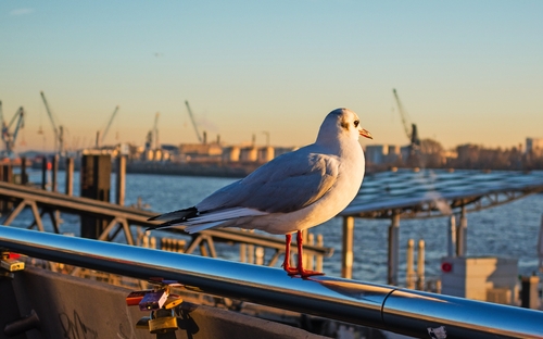 Möwe vor dem Hamburger Hafen - © pusteflower9024 - stock.adobe.com