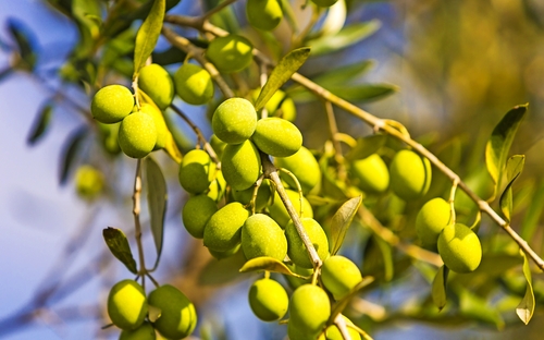 Olivenbaum - © mmphoto - Fotolia