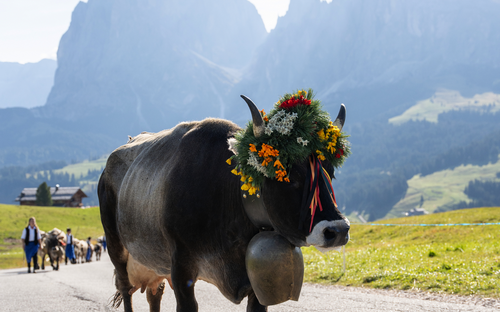 Seiser Alm - Almabtrieb - ©Seiser Alm Marketing/Fabian Dalpiaz