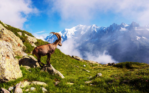 Mont-Blanc-Massiv - Steinbock - ©anko_ter - stock.adobe.com