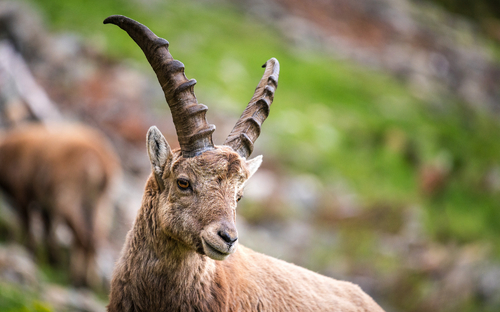 Alpensteinbock - © schame87 - stock.adobe.com