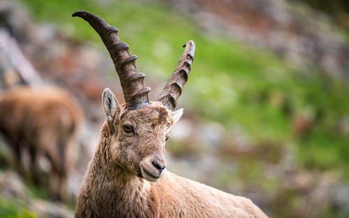 Alpensteinbock - © schame87 - stock.adobe.com