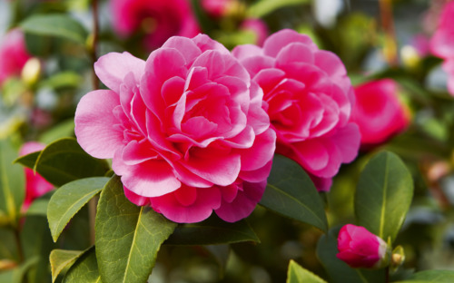 Kamelienblüte - © photocall - Fotolia