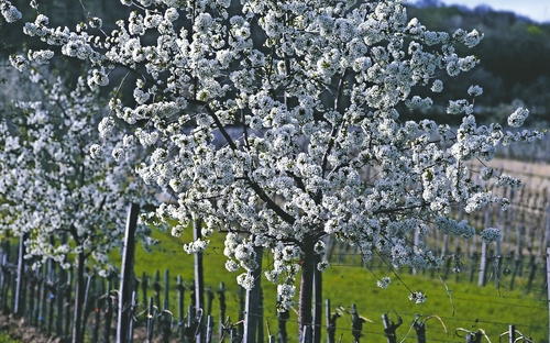 Blütezeit im Weingarten Österreich - ©Wiesenhofer