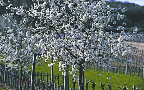 Blütezeit im Weingarten Österreich - ©Wiesenhofer