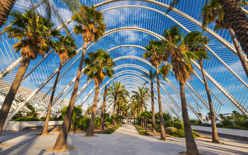 Valencia - Palmen - © herraez - stock.adobe.com