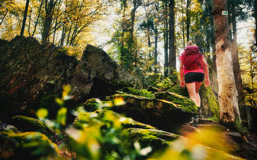 Bayerischen Wald - © Elias Kostner - stock.adobe.com