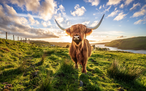 Schottisches Highlandrind - © Chin - stock.adobe.com