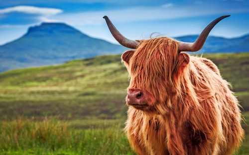 Schottisches Highlandrind - © shaiith - stock.adobe.com