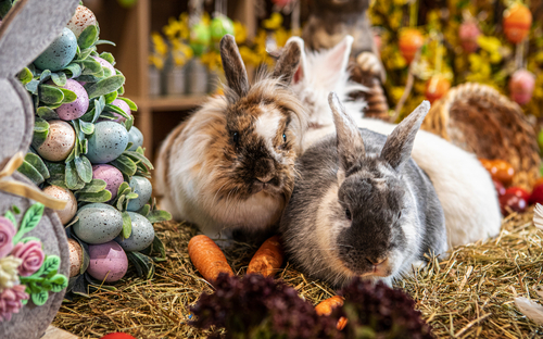 Gut Aiderbichl - Ostern - © GUT AIDERBICHL
