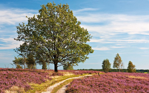 Heideblüte - © Thorsten Schier - Fotolia