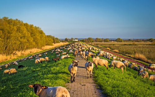 Altes Land - © powell83 - stock.adobe.com
