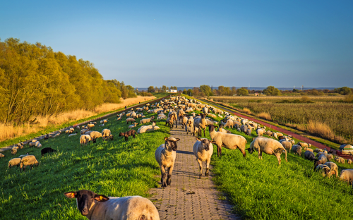 Altes Land - © powell83 - stock.adobe.com
