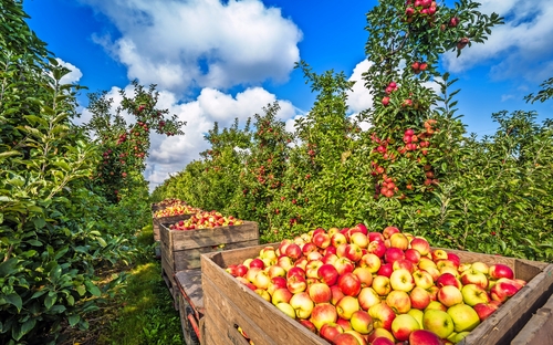 Altes Land - Apfelplantage - © powell83 - stock.adobe.com