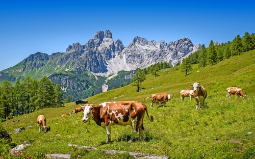 Dachstein-Region - Alpenpanorama - © auergraphics - stock.adobe.com