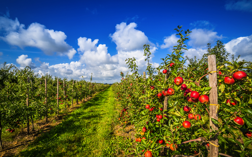 Altes Land - Apfelplantage - ©powell83 - stock.adobe.com