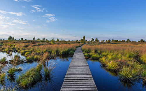 Hohes Venn - Wandersteg im Moorgebiet - © alexander sievert - stock.adobe.com