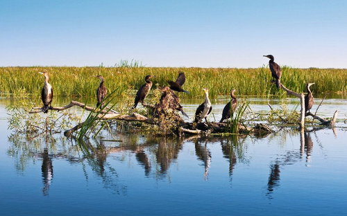 Kormorane im Donaudelta - © sabinadimitriu - Fotolia