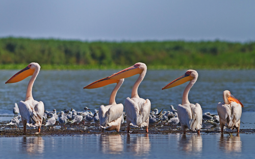 Donaudelta - Weiße Pelikane - © porojnicu - Fotolia