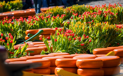 Alkmaar - Käsemarkt - © Denis Feldmann - stock.adobe.com