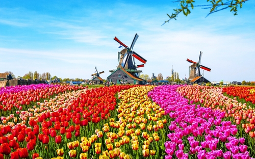Tulpenmeer Holland - © olenaznakk - stock.adobe.com