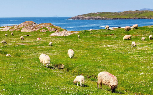 Ring of Kerry - © captblack76 - Fotolia