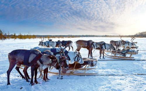 Rentiere mit Schlitten - © Vladimir Melnikov - Fotolia
