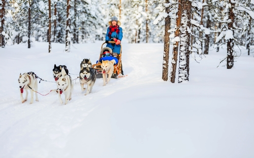 Husky-Safari - © BlueOrange Studio - stock.adobe.com