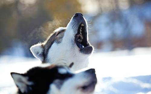 Huskys - © Visit Finland - RIKU PIHLANTO