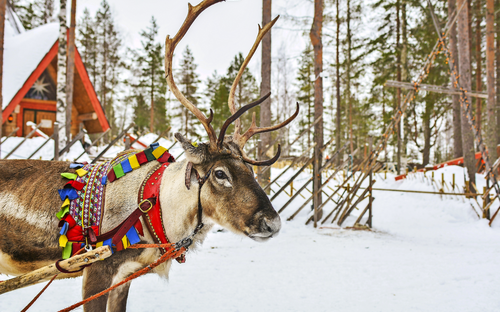 Rentiere in Lappland - © Medeya - stock.adobe.com