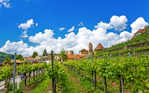 Dürnstein - Weinbaugebiet - © pure-life-pictures - stock.adobe.com