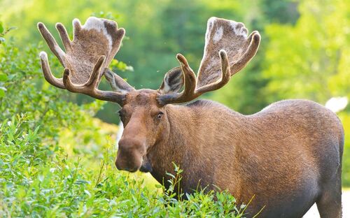 Elch - © wildnerdpix - Fotolia