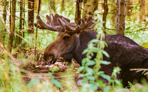 Elch - © imfotograf - Fotolia