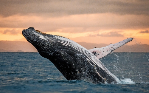 Walbeobachtung - © gudkovandrey - stock.adobe.com