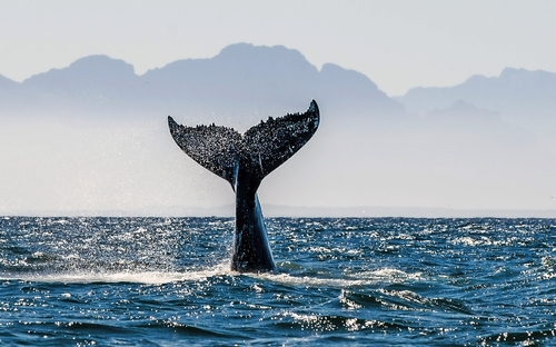 Walbeobachtung - © Uryadnikov Sergey - stock.adobe.com