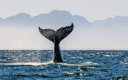 Walbeobachtung - © Uryadnikov Sergey - stock.adobe.com