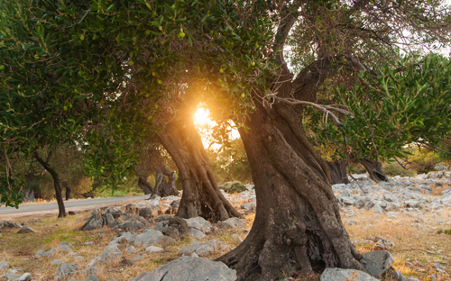 Olivenhain - ©Anna Kwiatkowska - stock.adobe.com