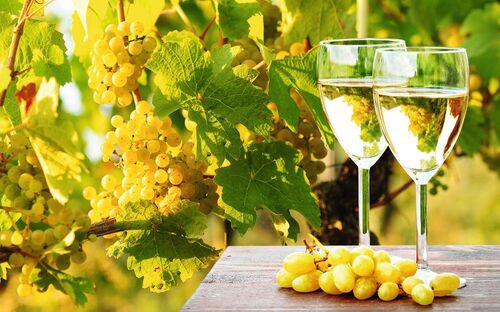 Weinregion Elsass - © Visions-AD - Fotolia