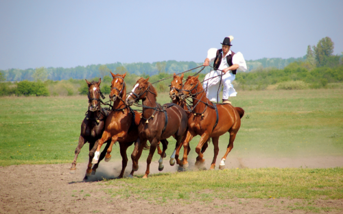 Puszta - Show