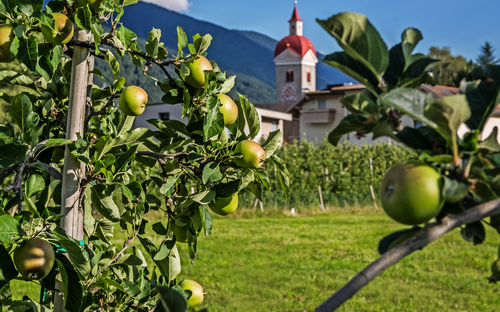 Südtirol - Apfelbaum - © TV Natz-Schabs, Hannes Niederkofler