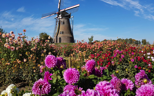 Windmühle - Dahlienfeld - © Ingrid - stock.adobe.com