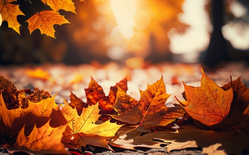 Herbst-Überraschung - © Eduardo - stock.adobe.com